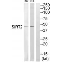 SIRT2 Antibody 