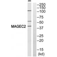 MAGEC2 Antibody