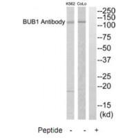 BUB1 Antibody 