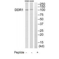DDR1 Antibody
