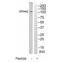 EPHA2 Antibody
