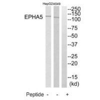 EPHA5 Antibody