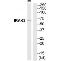 IRAK2 Antibody