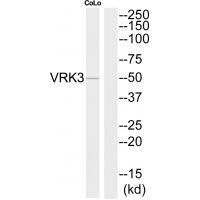 VRK3 Antibody