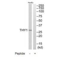 THY1 Antibody 