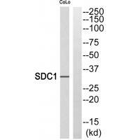 SDC1 Antibody 