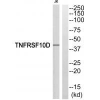 TNFRSF10D Antibody