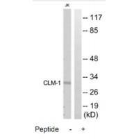 CLM-1 Antibody