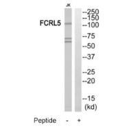 FCRL5 Antibody