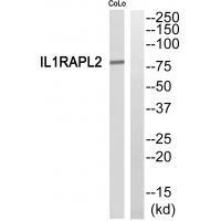 IL1RAPL2 Antibody