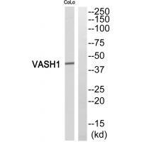 VASH1 Antibody 