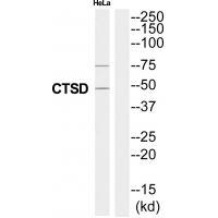 CTSD Antibody