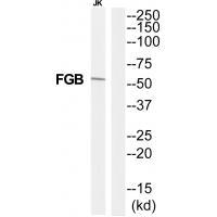 FIBB Antibody