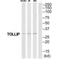 TOLLIP Antibody