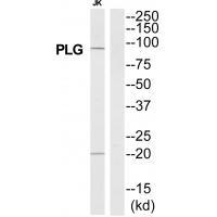 PLG Antibody