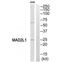 MAD2L1 Antibody 