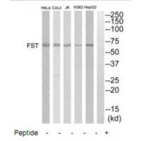 FST Antibody 