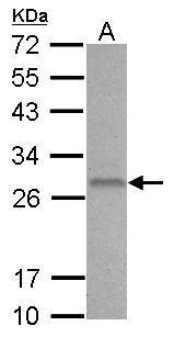 BCL2 Antibody