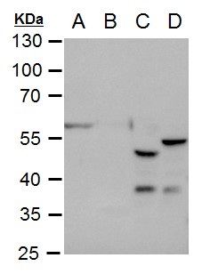 GFAP Antibody
