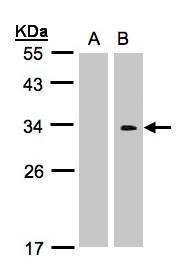 CRK Antibody