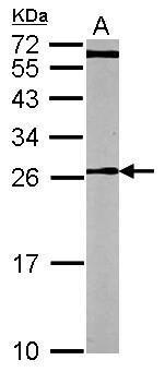 CDC42 Antibody