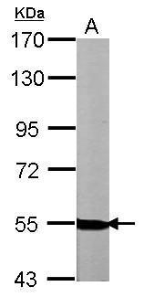 NRG1 Antibody