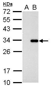 CDK2 Antibody