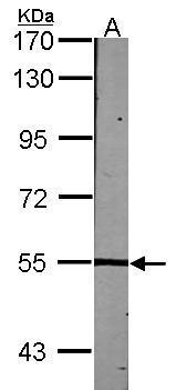 Lck Antibody