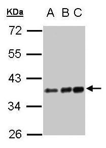 CD14 Antibody