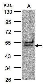 UAP56 Antibody