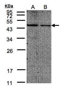 EIF4A2 Antibody