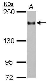 CD11a Antibody