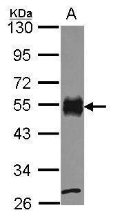 CD2 Antibody