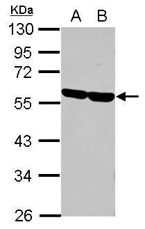 CD2 Antibody