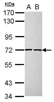CDC25A Antibody