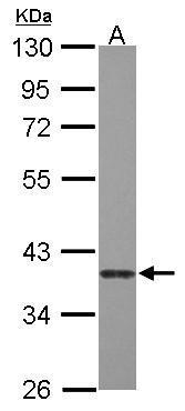 Caspase 7 Antibody