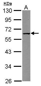 CARD8 Antibody