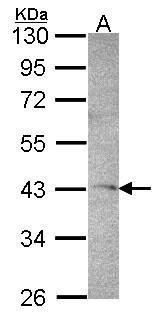 DRAK1 Antibody