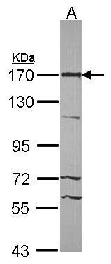 ASPP2 Antibody