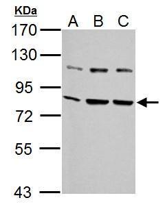 Grp78 Antibody
