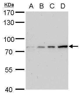 Grp78 Antibody