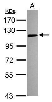 TLR5 Antibody