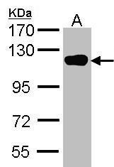 USP16 Antibody