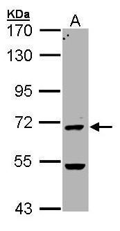 PAD4 Antibody