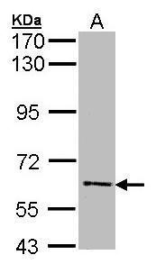 FLIP Antibody