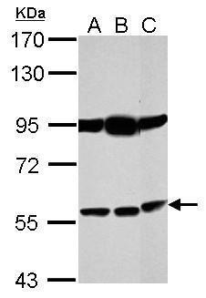 Bestrophin 1 Antibody