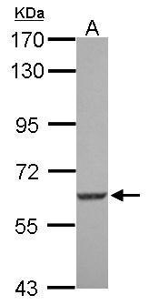 SGK3 Antibody
