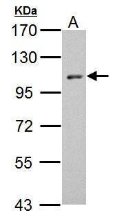 HEF1 Antibody