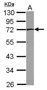 PAK4 Antibody