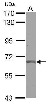 PLK1 Antibody